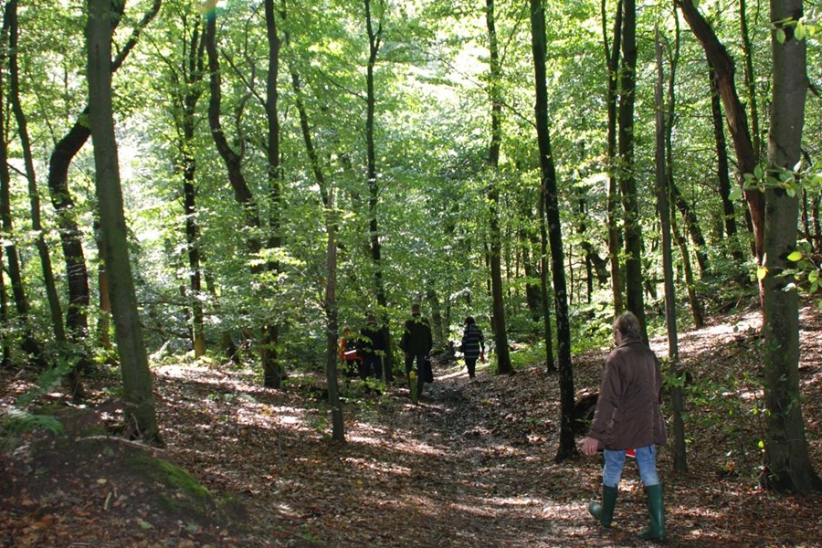 Skoven i Skibelund Krat